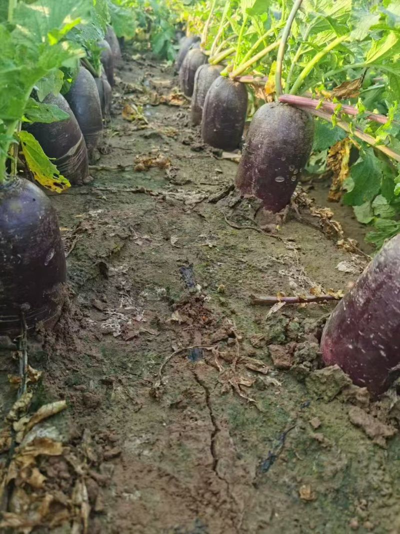 冰淇淋萝卜
