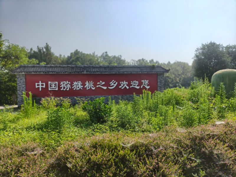 蒲江红心猕猴桃