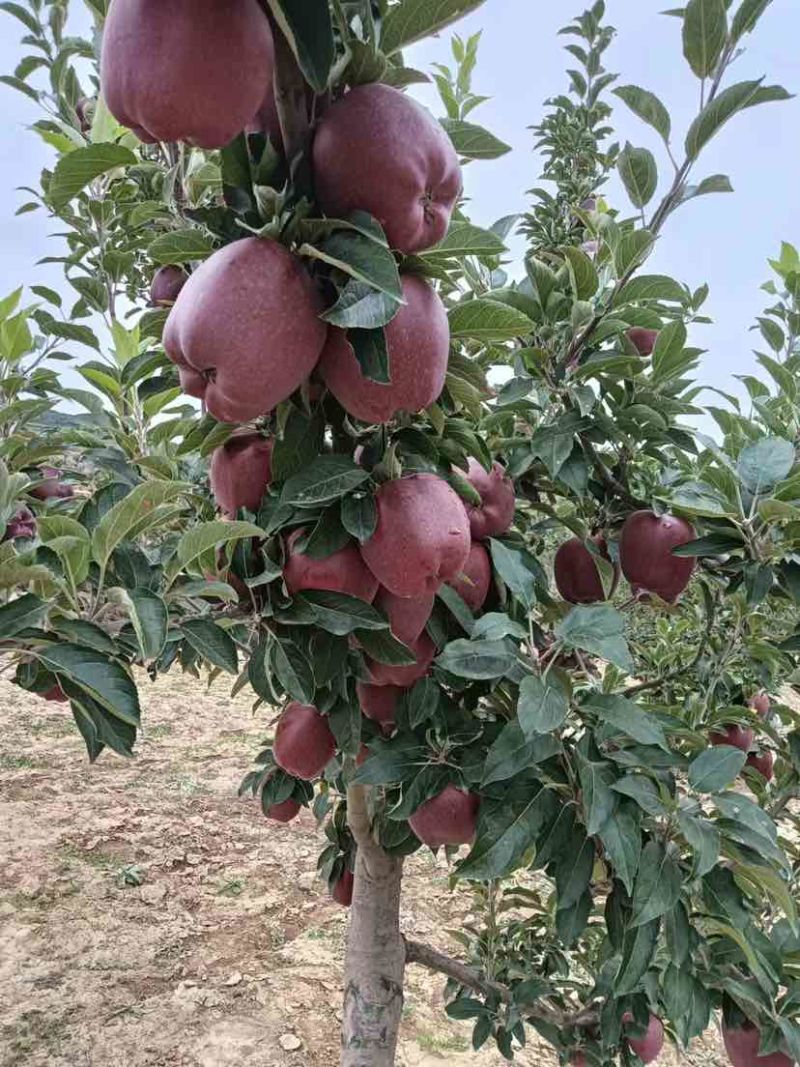 甘肃花牛苹果，鲜果现摘现发，保质量对接批发商，价格可谈