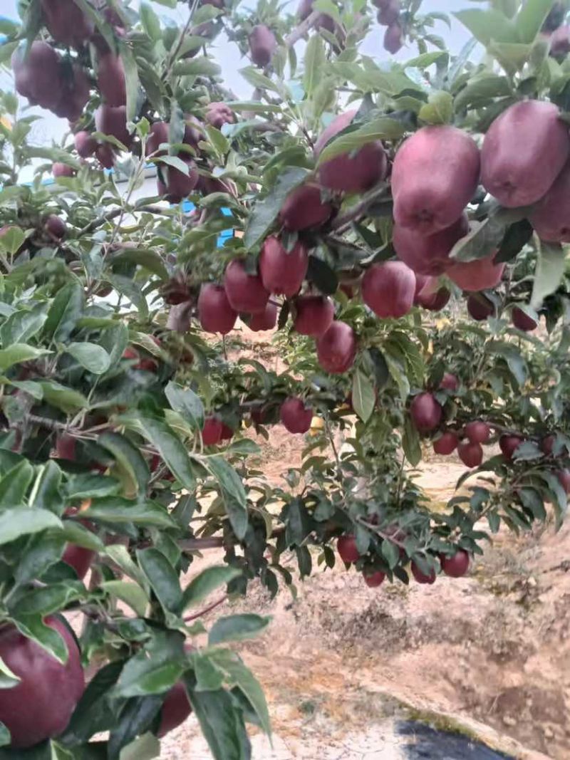 甘肃花牛苹果，鲜果现摘现发，保质量对接批发商，价格可谈