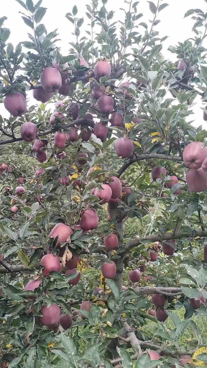 甘肃花牛苹果，鲜果现摘现发，保质量对接批发商，价格可谈