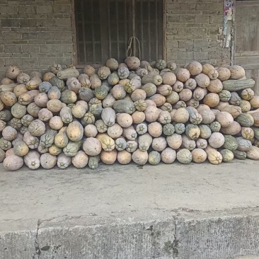 重庆蜜本南瓜