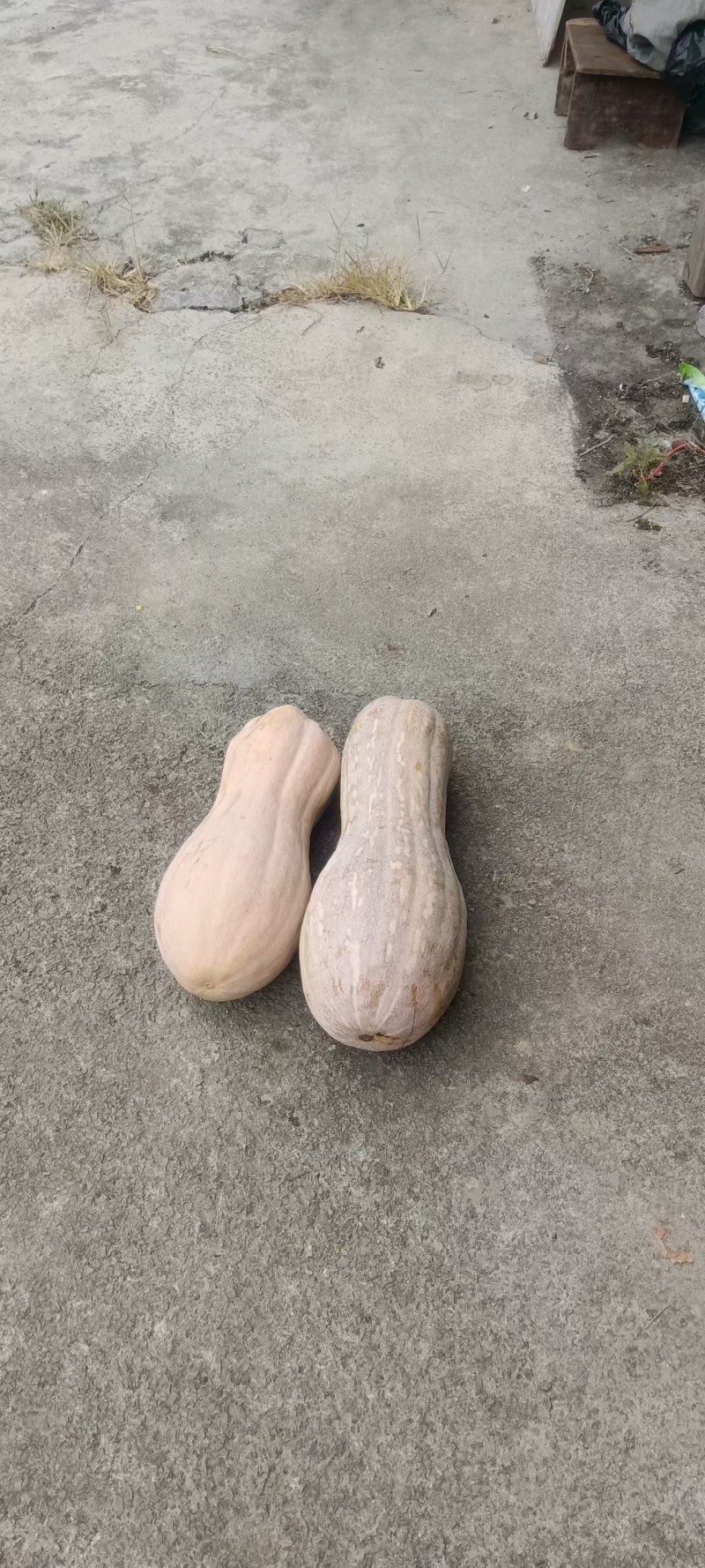 重庆蜜本南瓜