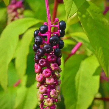 野生药材商陆根，和商陆果籽