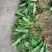 地胆草头