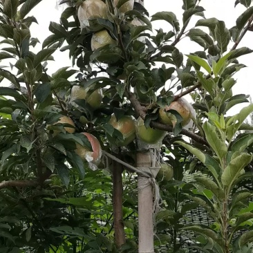 自己家果园苹果