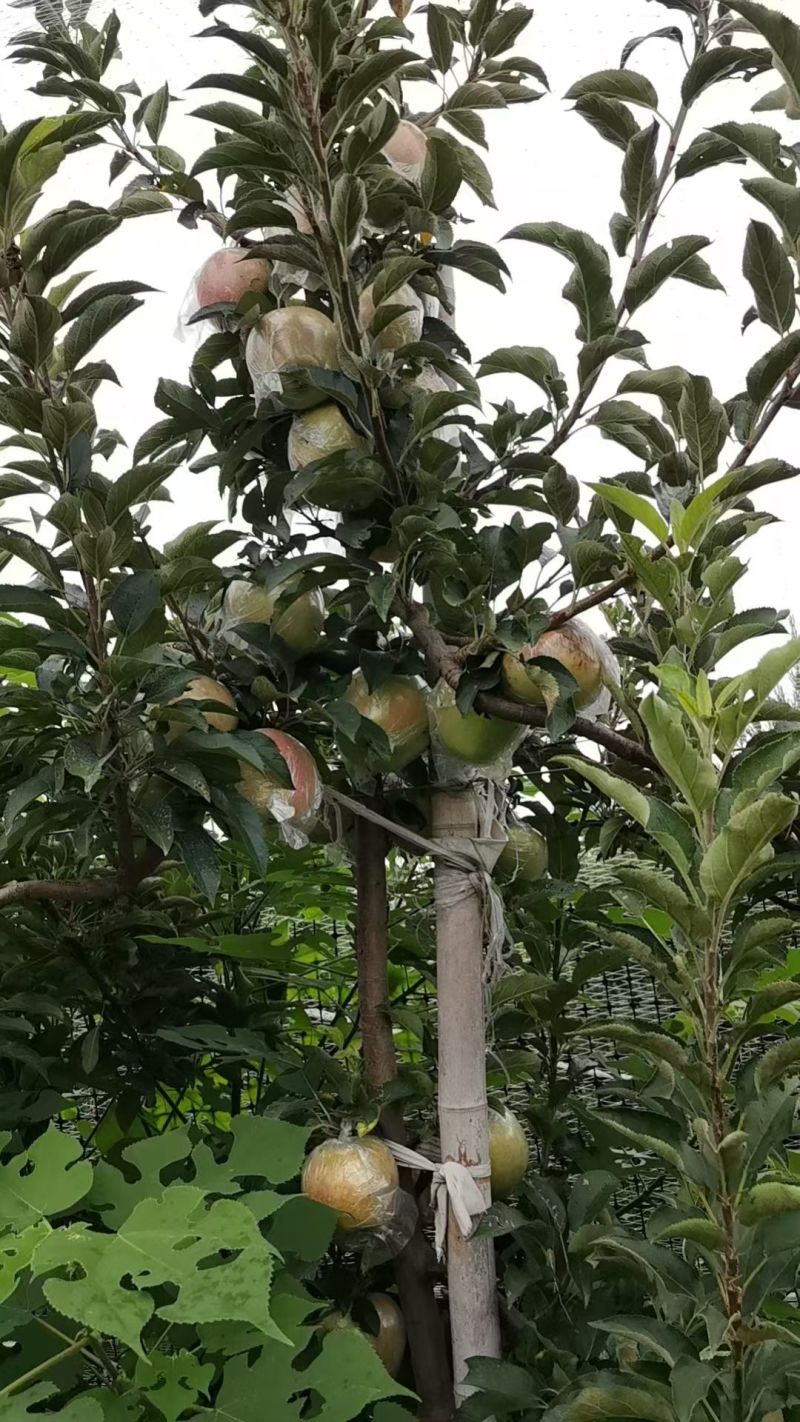 自己家果园苹果