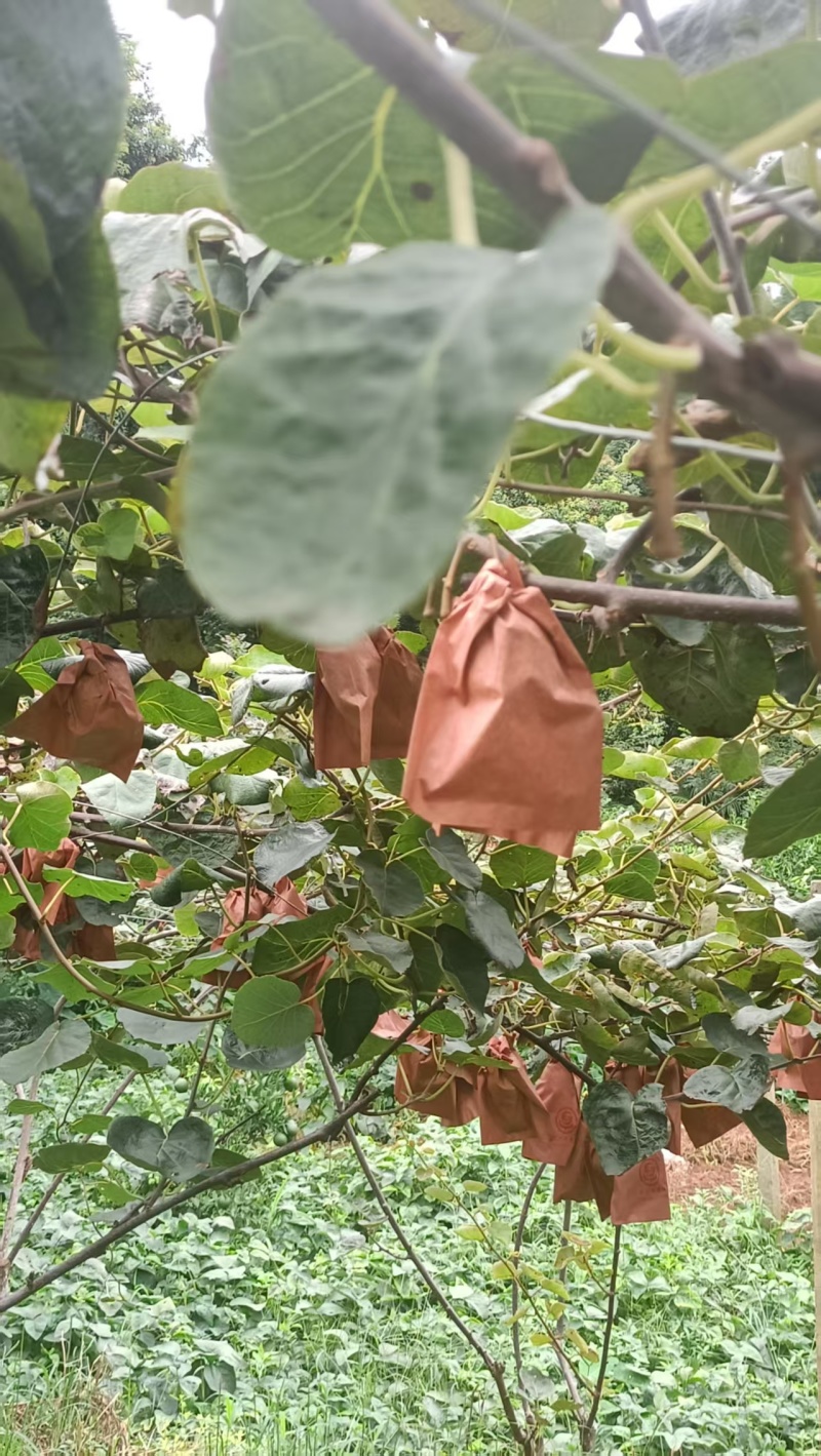 高山红心猕猴桃