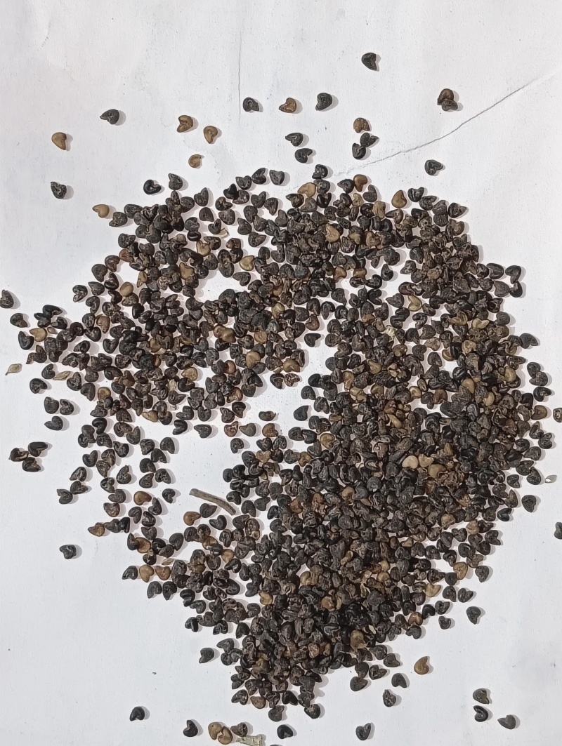 野生苘麻子.地道药材，质好价优，品质保证，药典标准，一手货