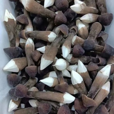 黑皮鸡枞