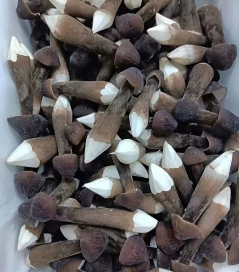 黑皮鸡枞