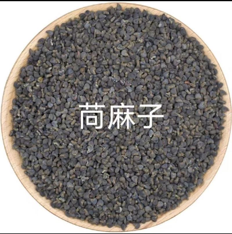 纯野生苘麻子无硫干货中药材青麻子中药材量大可谈价