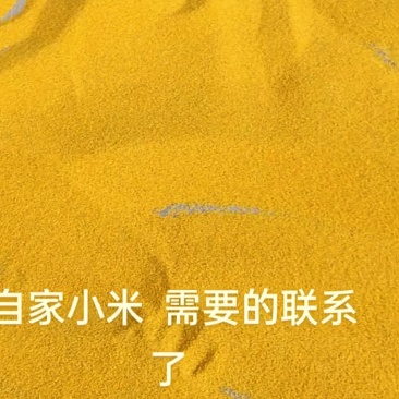 山东小米