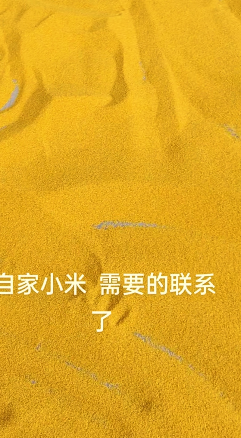 山东小米