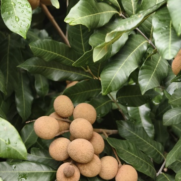 泸县潮河桂圆
