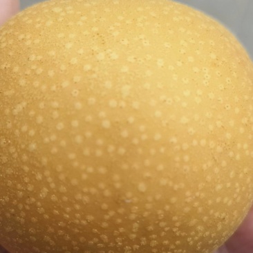 秋月梨