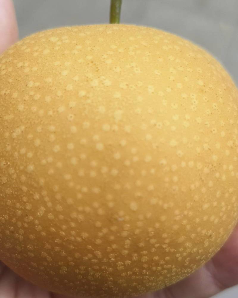 秋月梨