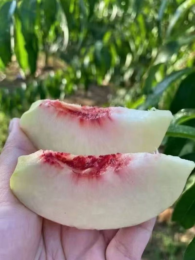 八月脆桃