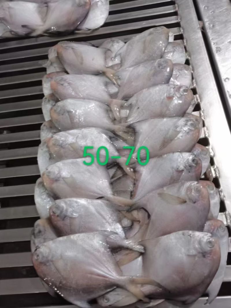 各种规格白鲳板冻单冻，各种型号齐全