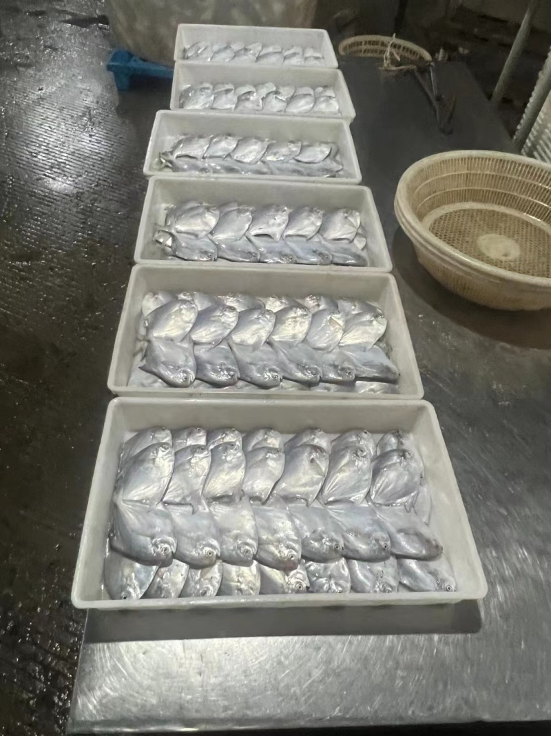 各种规格白鲳板冻单冻，各种型号齐全