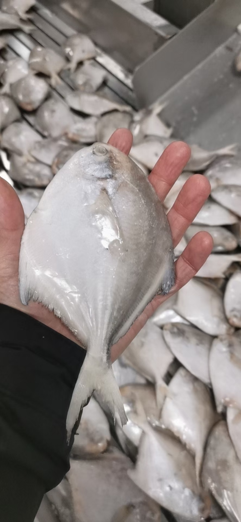 各种规格白鲳板冻单冻，各种型号齐全