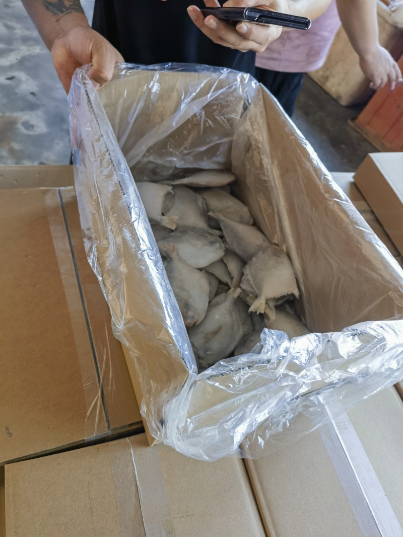各种规格白鲳板冻单冻，各种型号齐全