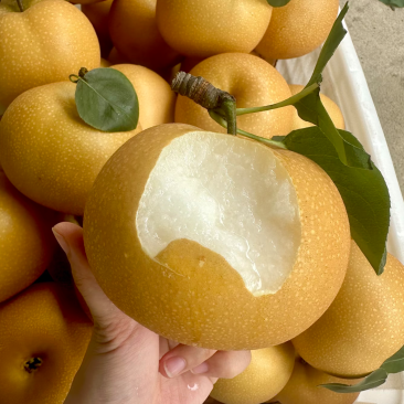 山东烟台秋月梨