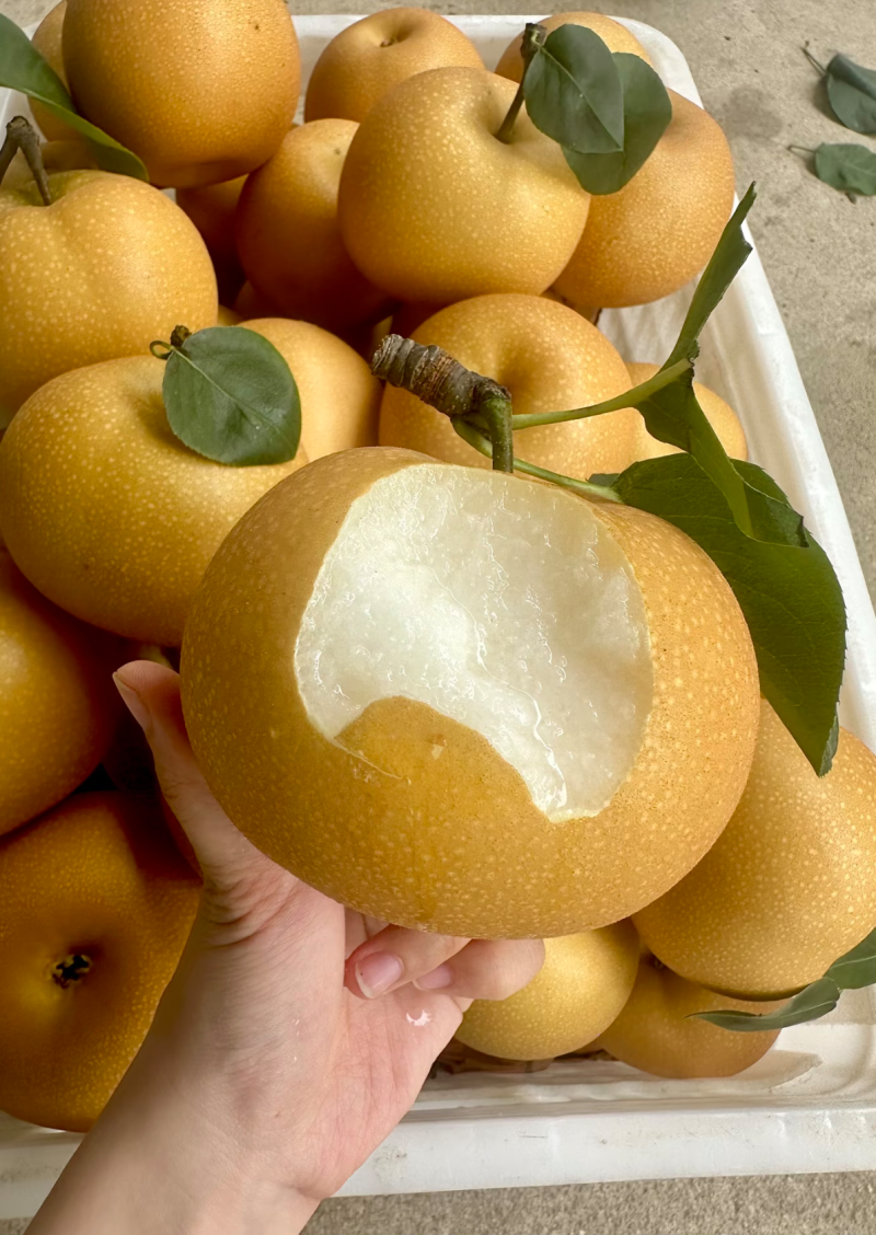 山东烟台秋月梨