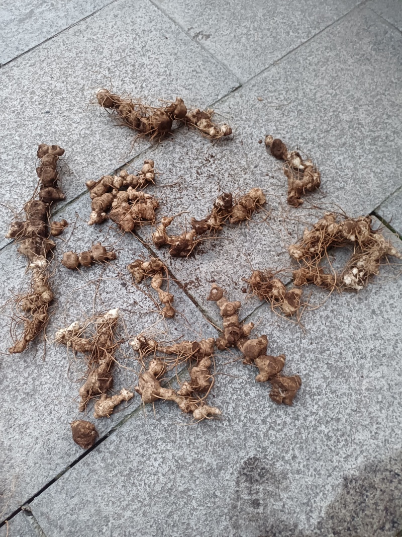 鲜货十几年野生多花黄精一手货源