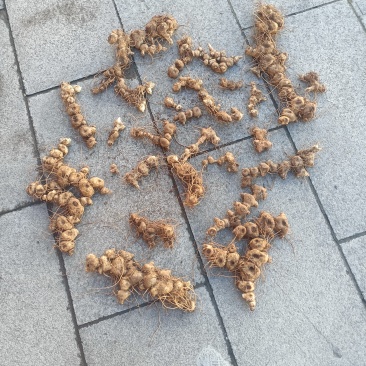 鲜货十几年野生多花黄精一手货源