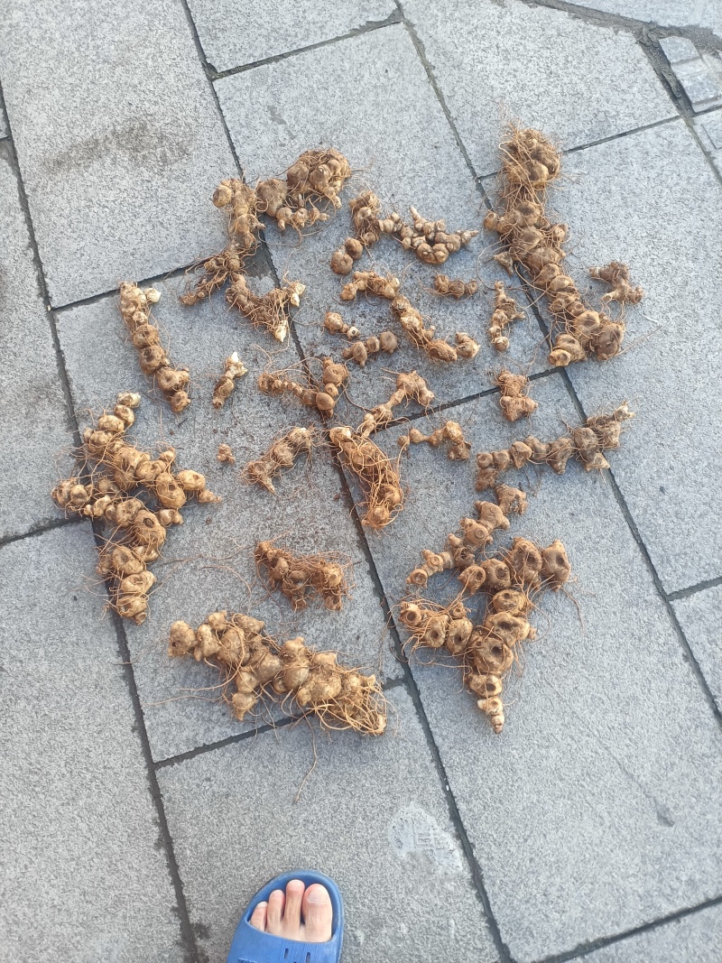 鲜货十几年野生多花黄精一手货源