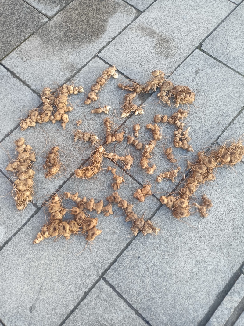 鲜货十几年野生多花黄精一手货源
