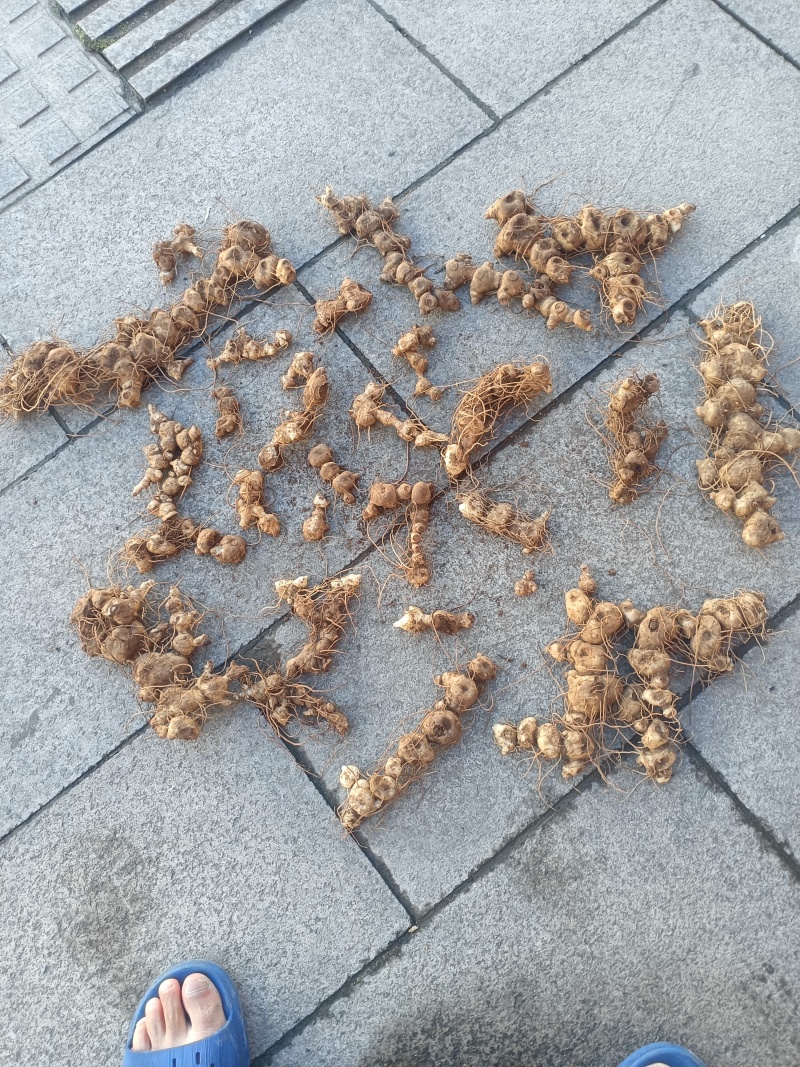 鲜货十几年野生多花黄精一手货源
