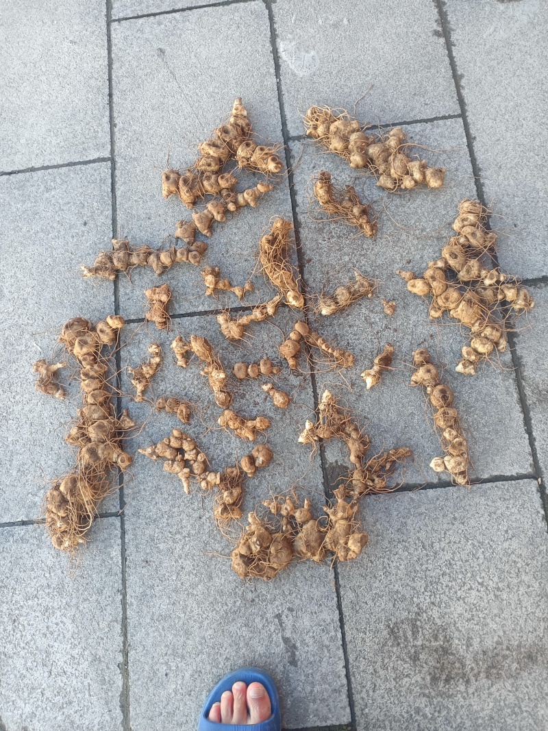 鲜货十几年野生多花黄精一手货源