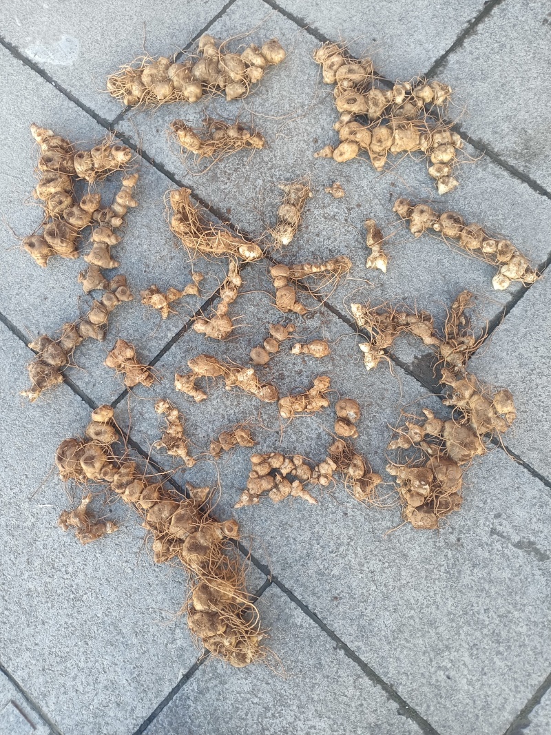 鲜货十几年野生多花黄精一手货源