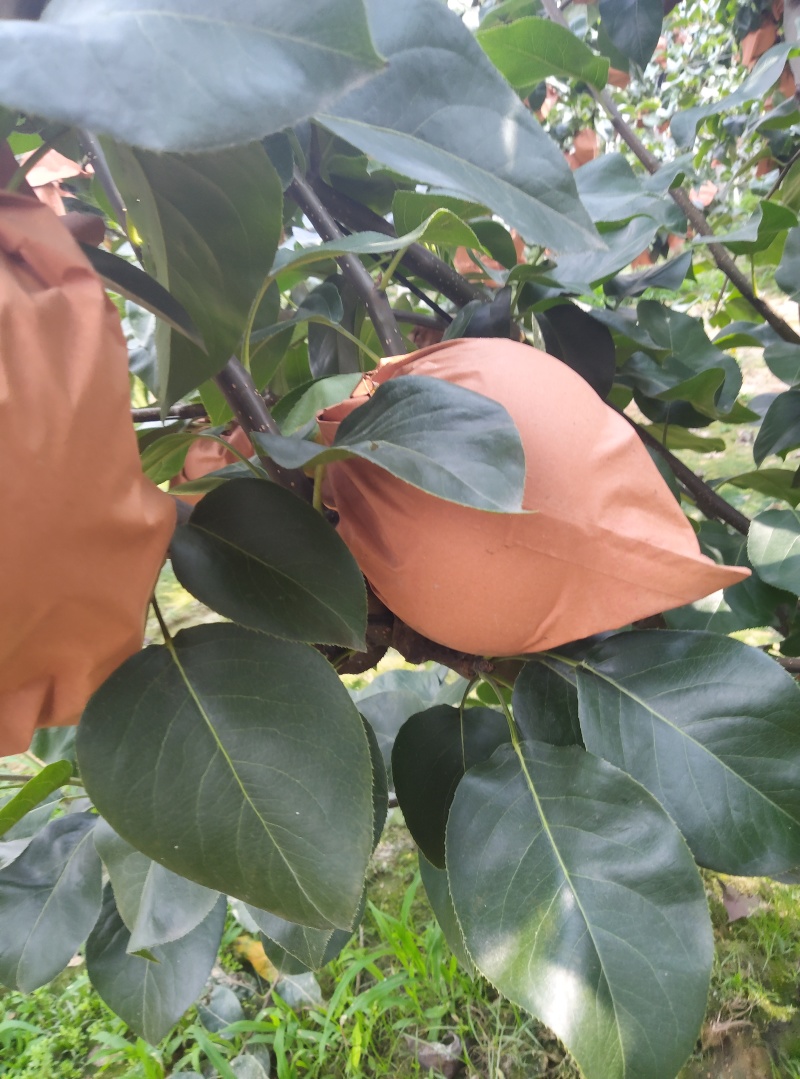 秋月梨