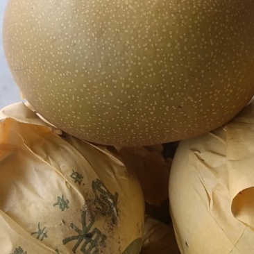 南坪富硒晚熟黄金梨