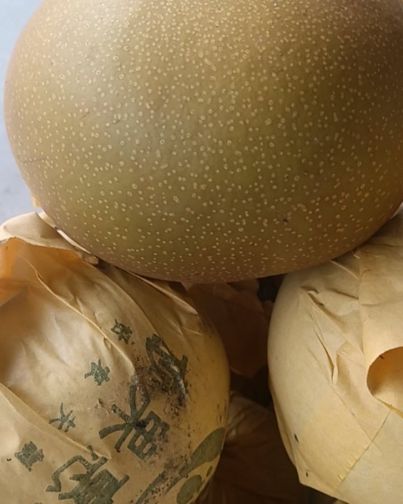 南坪富硒晚熟黄金梨