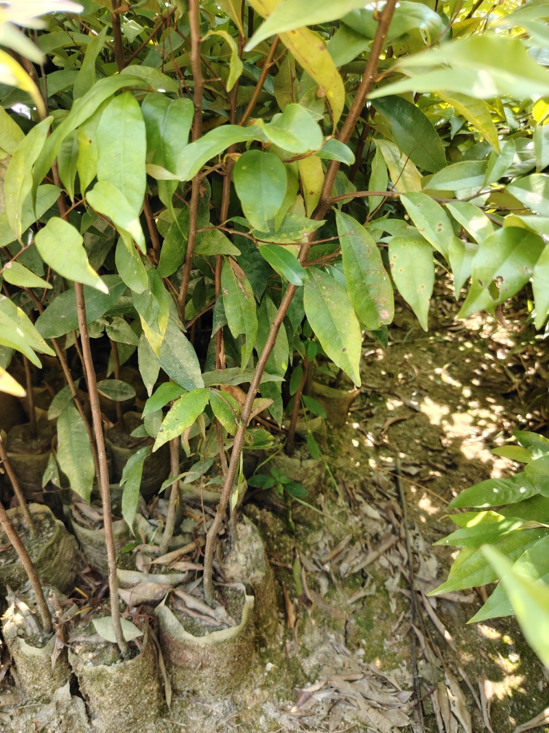 大量红椎出售