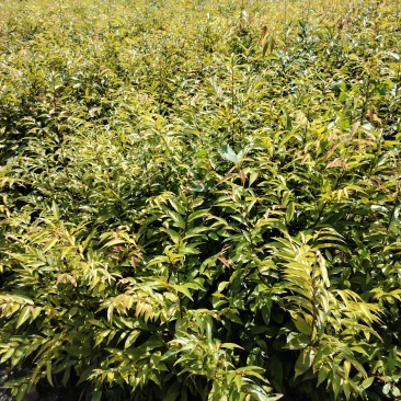 大量红椎出售