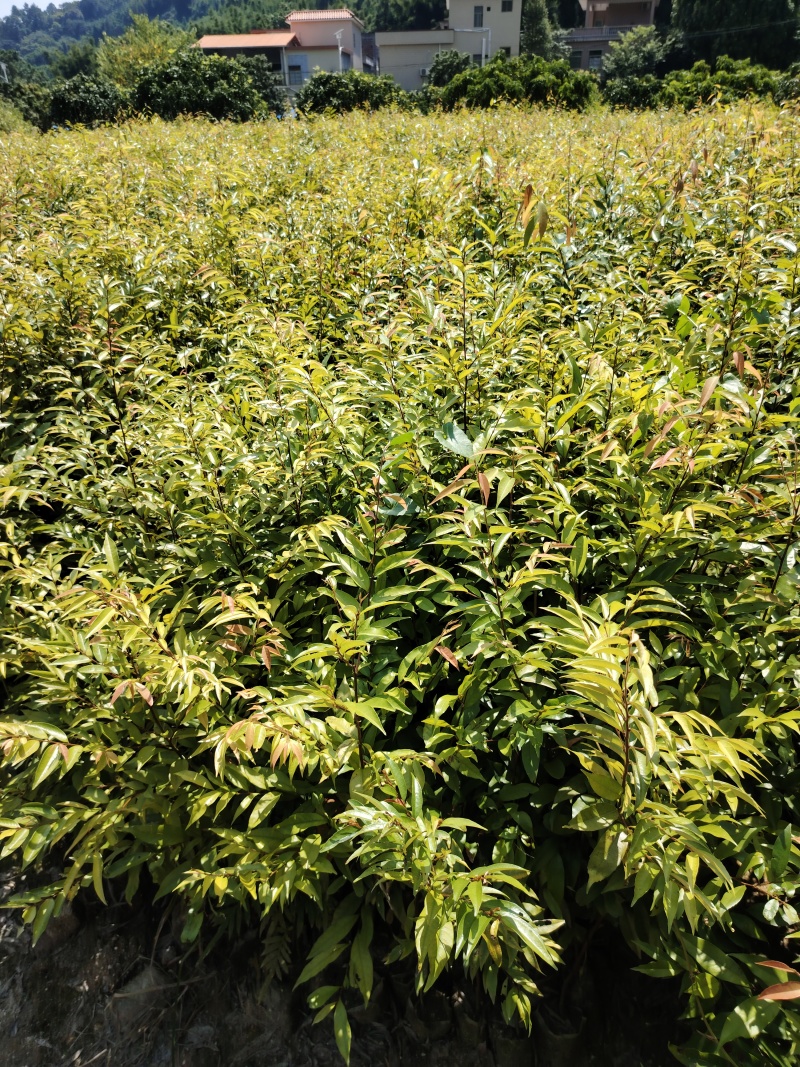 大量红椎出售