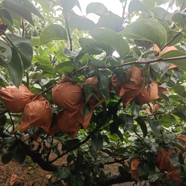 山东莱阳谭格庄秋月梨