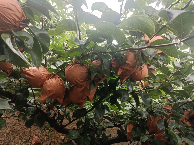 山东莱阳谭格庄秋月梨