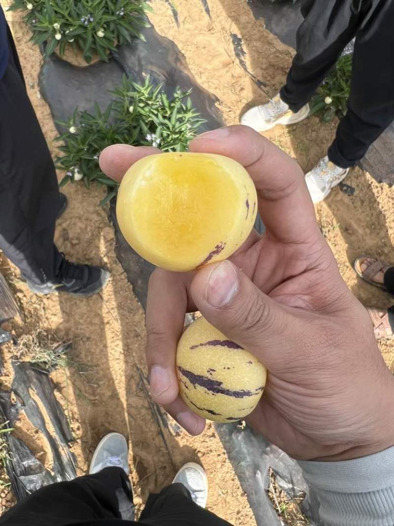 云南石林人参果按需做货树熟果催熟果均有
