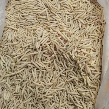 细竹虫小竹虫冻货直发
