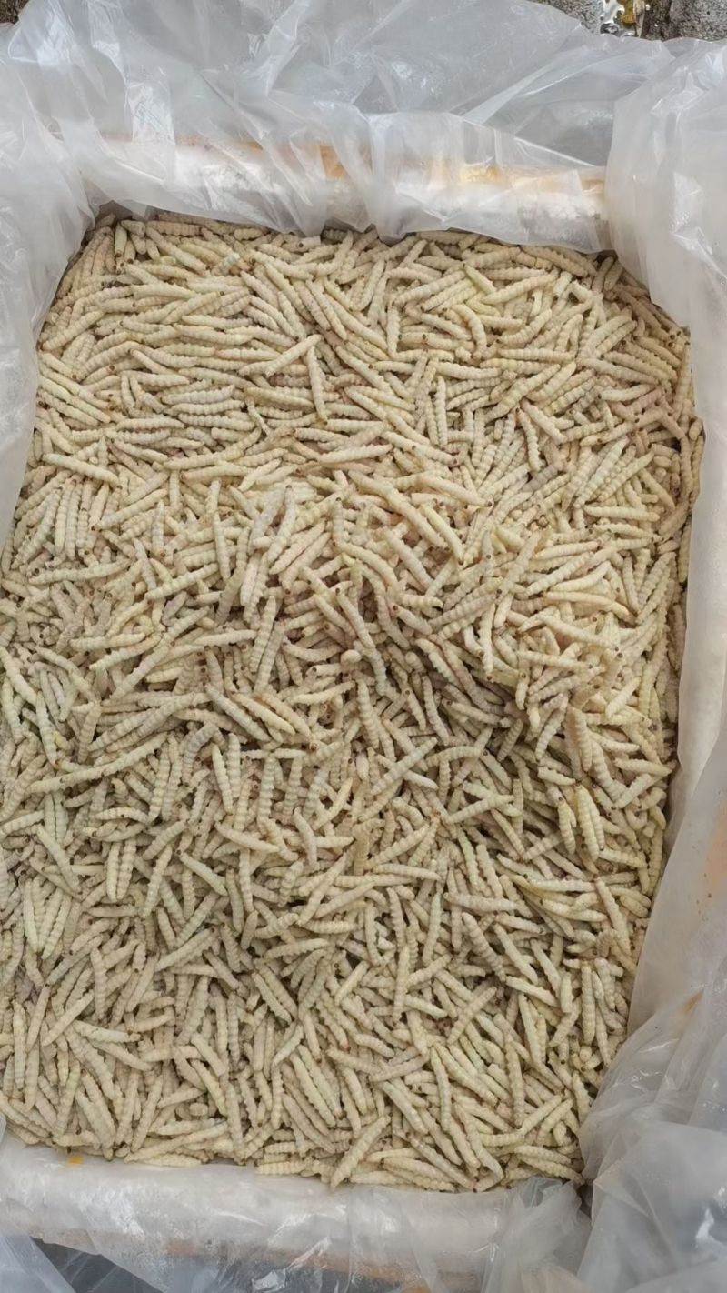 细竹虫小竹虫冻货直发