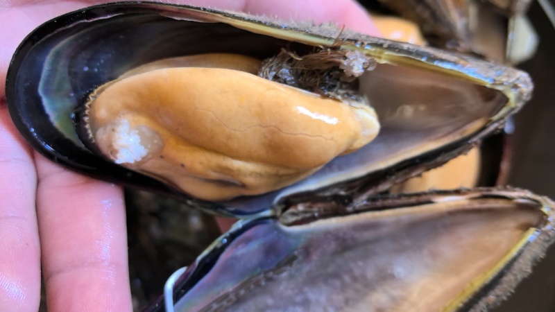 南麂岛大淡菜
