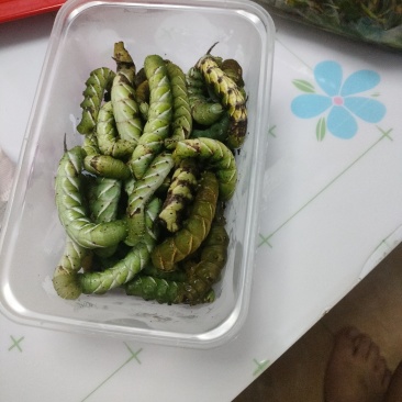 荆蚕