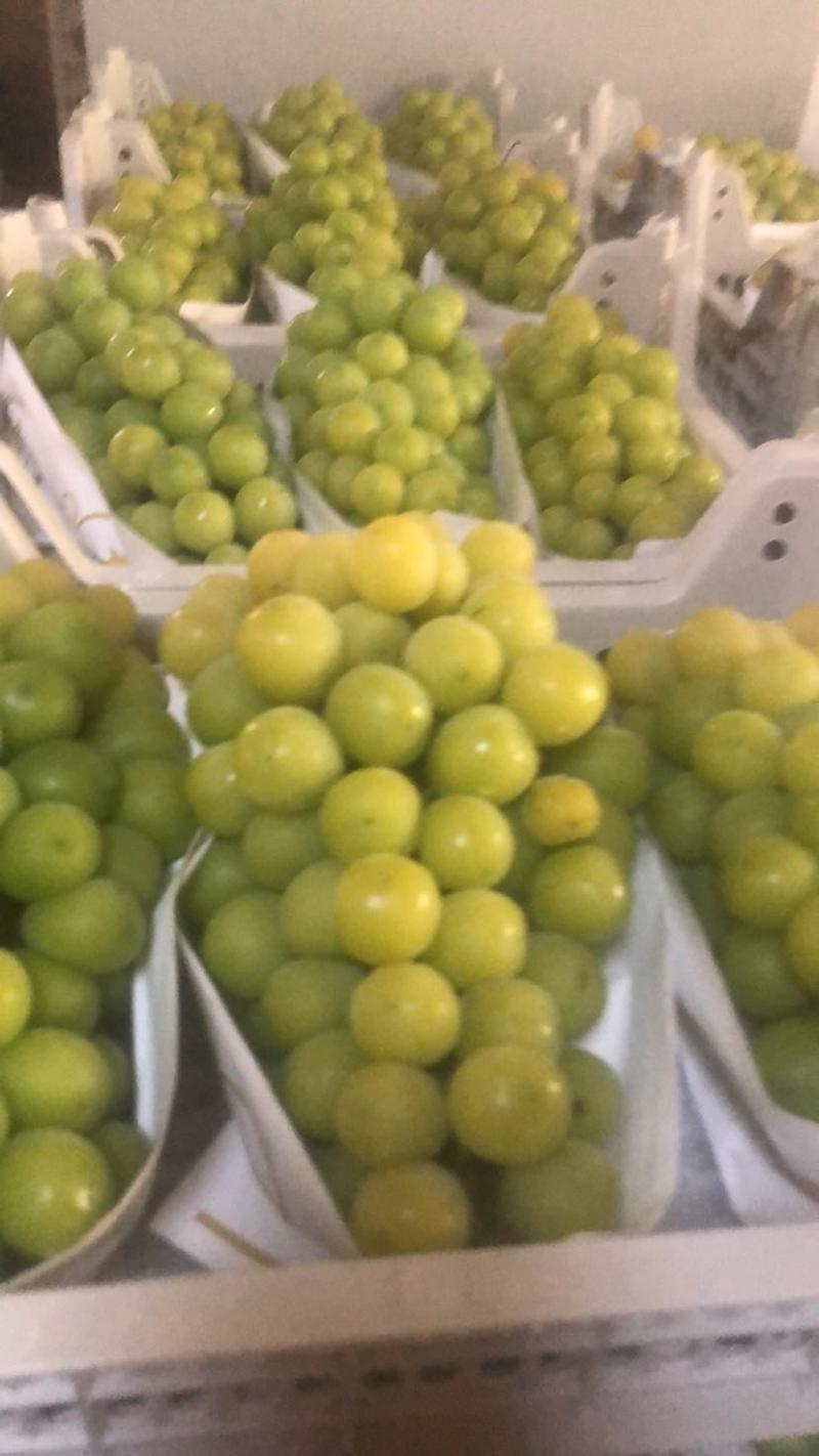 阳光玫瑰葡萄