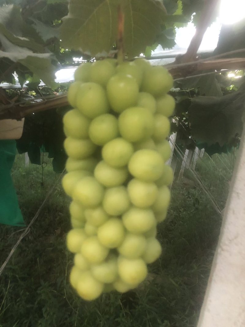 阳光玫瑰葡萄